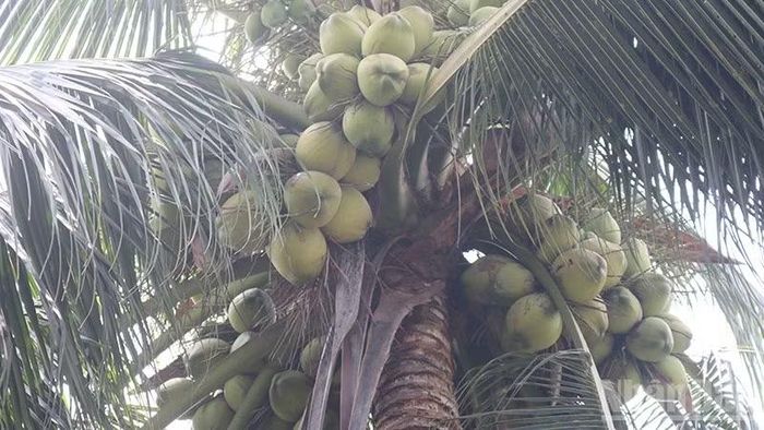 Cây dừa của một hộ dân xã Hiếu Thành, tỉnh Vĩnh Long cho trái sai. (Ảnh: MINH KHỞI)