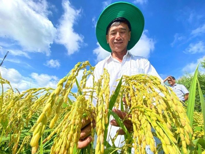  Giá lúa gạo hôm nay (6-9) tại khu vực Đồng bằng sông Cửu Long tiếp tục giữ ổn định. Ảnh minh họa: thuonghieucongluan.com.vn 
