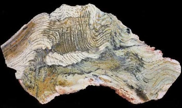 Ảnh: fossilera
