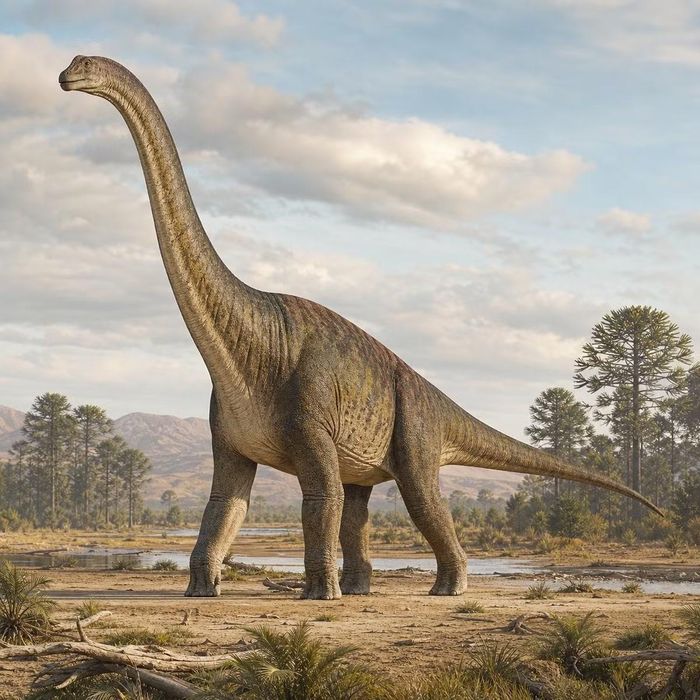 Ảnh: thefossilatlas