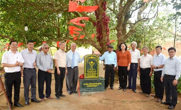 Cây Dâu da đất được công nhận Cây Di sản tại xã Vân Hoà.