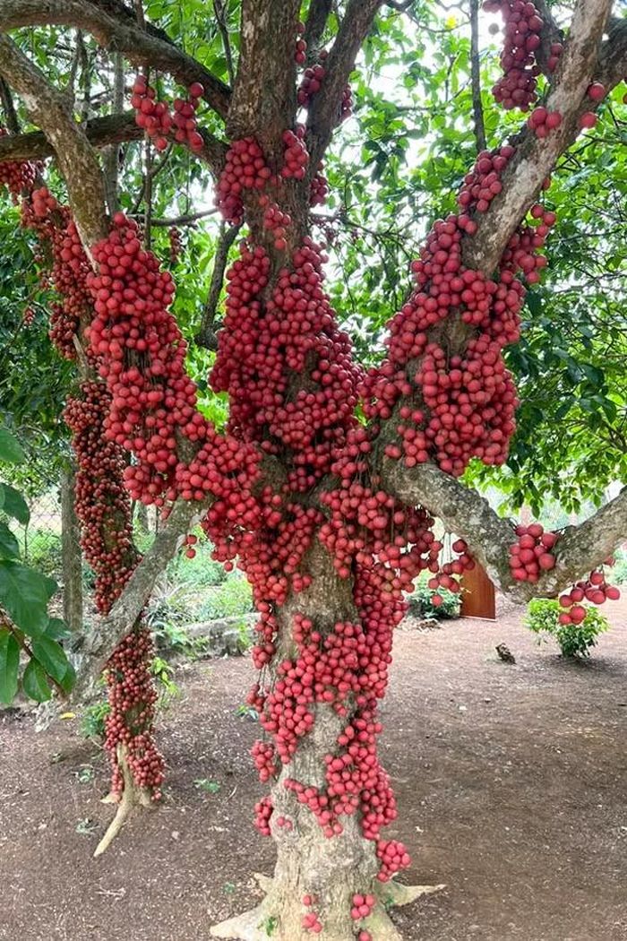Hình ảnh chụp cận một cây Dâu da đất được vinh danh Cây Di sản tại xã Vân Hoà.