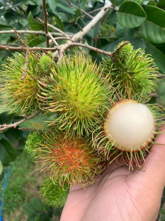 Tuỳ thời điểm, giá vé vào vườn dao động từ 50.000 đồng - 80.000 đồng/khách. Ảnh: NVCC