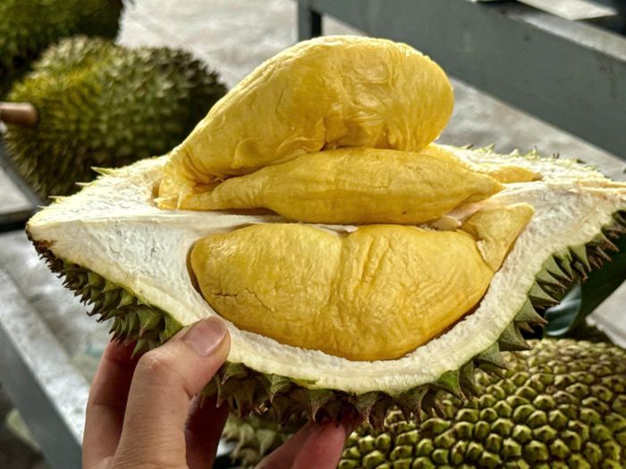 Chị Hương - du khách từ Hà Nội ấn tượng với hương vị sầu chín cây tại nhà vườn. Ảnh: NVCC