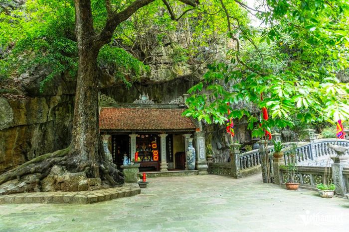 Trước Phủ Khống còn có một cây thị cổ thụ chín rộ vào trung tuần tháng 8 âm lịch, đúng dịp giỗ vua Đinh và cây ra 2 loại quả tròn lẫn dẹp trên cùng cành. Ảnh: T.A