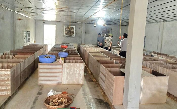 Bên trong trang trại nuôi dúi của anh Nguyễn Văn Công. Ảnh: T. A