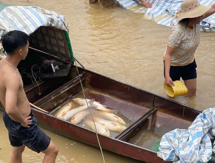 Cá lồng của người dân chết hàng loạt. Ảnh: CTV