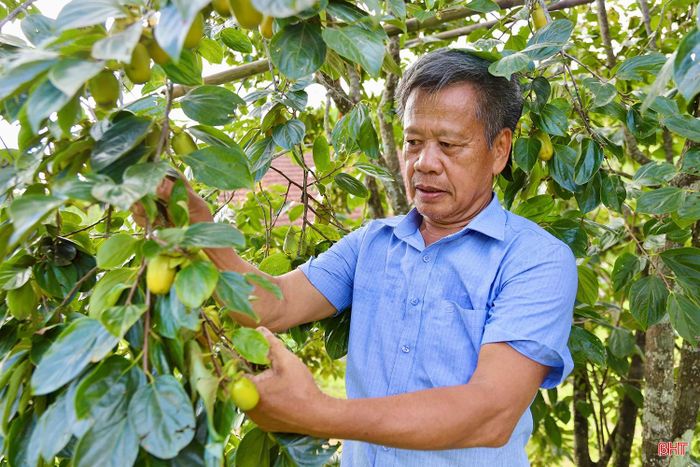 Những gốc hồng giòn trĩu quả của gia đình ông Nguyễn Văn Hoàn.