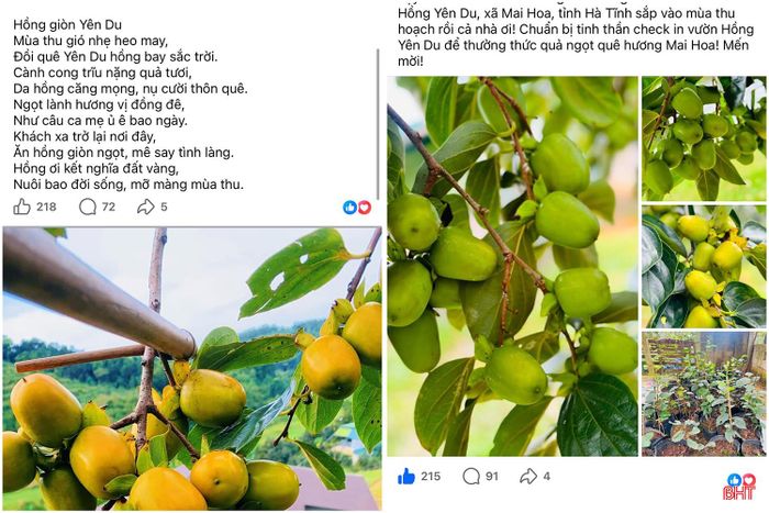 Với chất lượng thơm ngon, hồng giòn Yên Du ngày càng được khách hàng đón nhận.