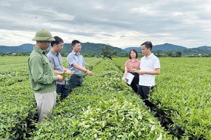  Lãnh đạo Sở KH&CN kiểm tra tiến độ triển khai dự án ứng dụng tiến bộ kỹ thuật chuyển đổi mô hình sản xuất chè theo tiêu chuân hữu cơ (ảnh: Sở KH&CN). 