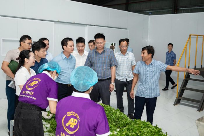  Lãnh đạo tỉnh tham quan, đánh giá cao hiệu quả bước đầu của dự án ứng dụng KH&CN sản xuất các sản phẩm trà hòa tan và trà túi lọc từ mầm lá lúa non và rau má ﻿(ảnh: An Phát). 