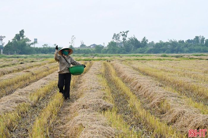 Chị Lương Thị Nhung - thôn Phúc Điền (xã Thạch Xuân) thử nghiệm sử dụng chế phẩm sinh học xử lý rơm rạ sau thu hoạch.