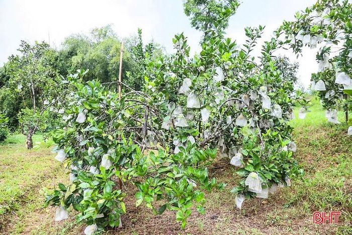 Dùng cọc tre, dây để chằng chống cây; sử dụng túi bọc, lưới bảo vệ quả là những giải pháp giúp hạn chế ảnh hưởng của mưa bão đối với các vườn cam.