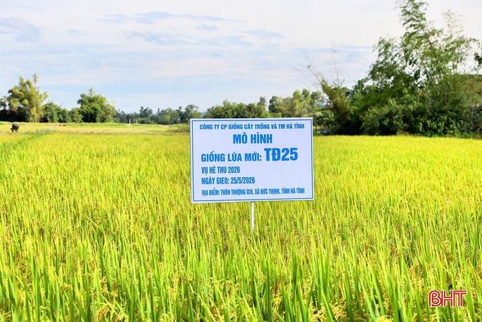 Giống lúa TĐ25 là giống lúa mới được trồng thử nghiệm tại Hà Tĩnh, có thời gian sinh trưởng từ 90 - 93 ngày, cổ bông dài, lá đòng đứng, thân cứng, khả năng chống đổ tốt, thích hợp với sản xuất vụ hè thu.