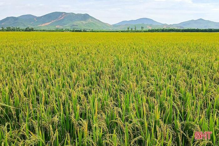 Đến nay, nông dân Hà Tĩnh đã cơ bản hoàn thành thu hoạch vụ lúa hè thu 2026.