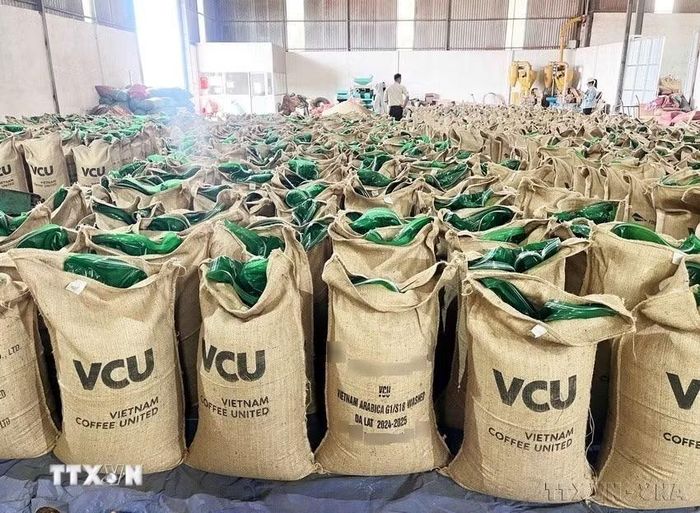 Cà phê là mặt hàng có kim ngạch xuất khẩu lớn nhất của Việt Nam sang Nga. Trong ảnh: Sản phẩm càphê Robusta nhân chất lượng cao phục vụ xuất khẩu của Công ty Cổ phần Càphê Việt Nam United, Gia Lai. (Ảnh: Hoài Nam/TTXVN)