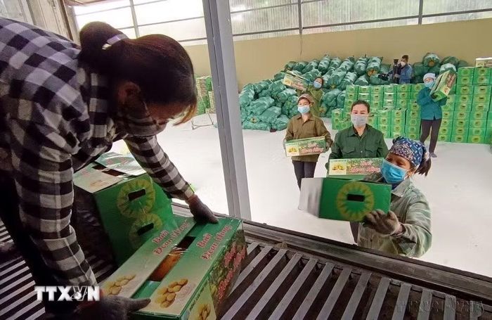Sở Nông nghiệp và Phát triển nông thôn tỉnh Phú Thọ phối hợp với UBND huyện Đoan Hùng và Công ty Cổ phần Công nghệ Nông nghiệp hữu cơ Kim Hằng Lục Ngạn tổ chức lễ xuất khẩu lô bưởi Đoan Hùng sang thị trường Liên bang Nga (tháng 1/2022). (Ảnh: Trung Kiên/TTXVN)