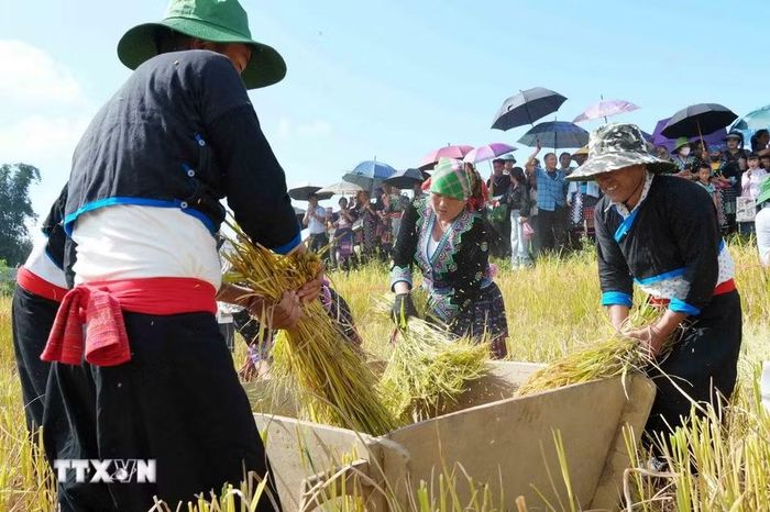 Đập lúa thủ công của người Mông tại ngày hội. (Ảnh: Nguyễn Oanh/TTXVN).