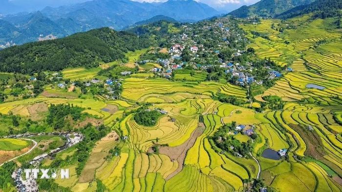 Khung cảnh ruộng bậc thang Tả Lèng, xã Tả Lèng, Lai Châu vào mùa lúa chín. (Ảnh: Nguyễn Oanh/TTXVN).