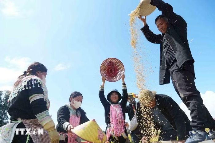 Các bản ở xã Tả Lèng thi gặt lúa tại Ngày hội “Mùa vàng Tả Lèng - Hương lúa giữa non cao”. (Ảnh: Nguyễn Oanh/TTXVN).