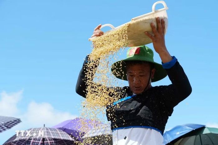 Những hạt lúa vàng được thu hoạch tại ruộng bậc thang Tả Lèng. (Ảnh: Nguyễn Oanh/TTXVN).