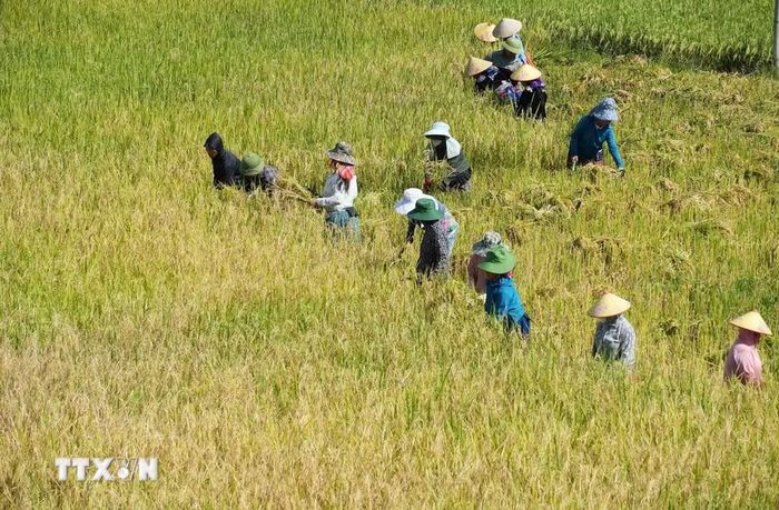 Người dân gặt lúa chín tại ruộng bậc thang Tả Lèng. (Ảnh: Nguyễn Oanh/TTXVN).