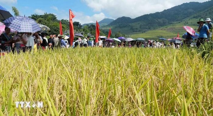 Đông đảo người dân và du khách tham gia ngày hội. (Ảnh: Nguyễn Oanh/TTXVN).