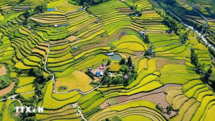 Ruộng bậc thang Tả Lèng, xã Tả Lèng, Lai Châu chín vàng trải dài. (Ảnh: Nguyễn Oanh/TTXVN).