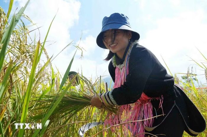 Một mùa vàng bội thu tại ruộng bậc thang Tả Lèng. (Ảnh: Nguyễn Oanh/TTXVN).