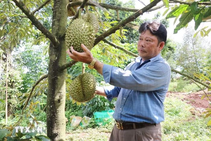 Ông Lầu A Sy (phường Đông Gia Nghĩa, tỉnh Lâm Đồng) thành công với mô hình canh tác sầu riêng an toàn, bền vững. (Ảnh: Nguyễn Huy Thành/TTXVN)