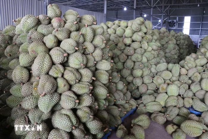 Sản phẩm sầu riêng sau thu hoạch của ông Lầu A Sy (phường Đông Gia Nghĩa, tỉnh Lâm Đồng) tập kết, phân loại cung ứng cho thị trường. (Ảnh: Nguyễn Huy Thành/TTXVN)