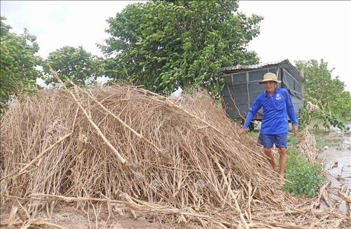 Đống chà được chất bằng thân cây ớt và cây ngô khô, nơi chuột đồng tìm đến trú vào mùa nước nổi.