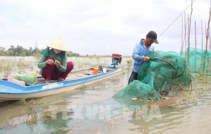 Vợ chồng anh Đoàn Văn Đẩu (ngụ ấp Phú Quới, xã Phú Hữu, tỉnh An Giang) đổ dớn bắt cá linh non trên canh đồng ngập lũ. Ảnh: Công Mạo-TTXVN