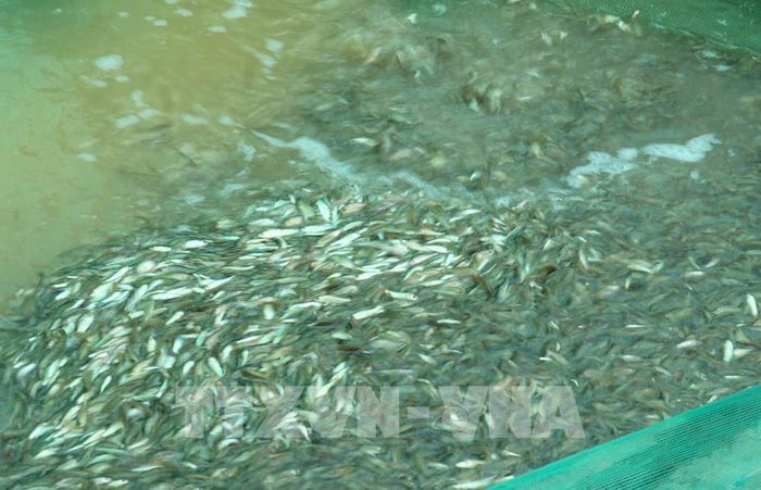 Cá linh non - loài thuỷ sản nước ngọt đặc hữu của mùa nước nổi ở vùng đầu nguồn châu thổ Cửu Long. Ảnh: Công Mạo-TTXVN
