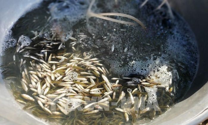 Cá linh non ở vùng đầu nguồn biên giới có giá hơn 100.000 đồng/kg, khi về các chợ xã, phường trong tỉnh An Giang giá tăng lên khoảng 200.000-250.000 đồng/kg do chi phí vận chuyển và hao hụt. Ảnh: Công Mạo-TTXVN