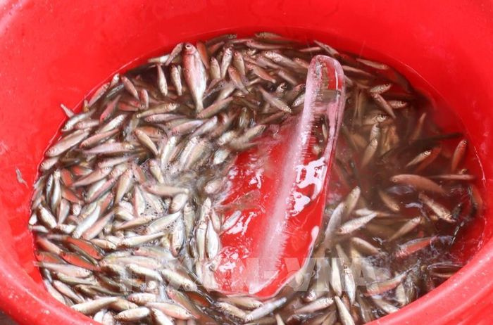 Cá linh non sau khi được sơ chế mổ bụng, bỏ phần ruột sẽ được cho vào cá túi nhỏ sau đó cho vào nước đá trước vận chuyển đảm bảo giữ được độ tươi, ngon của cá. Ảnh: Công Mạo-TTXVN