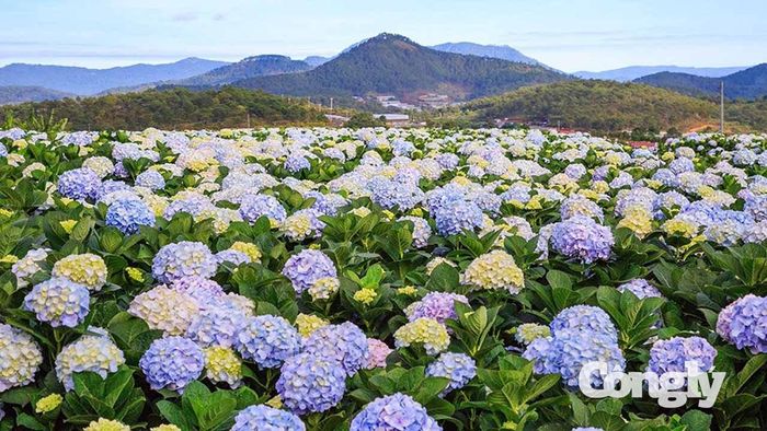 Sản xuất hoa công nghệ cao đang được nhiều doanh nghiệp, hợp tác xã tại Lâm Đồng đẩy mạnh.