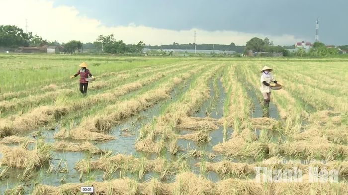 Nông dân xã Thiệu Hóa xử lý rơm rạ bằng chế phẩm sinh học.