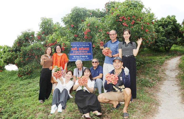 Mỗi vụ thu hoạch, vườn vải thiều của gia đình ông Lý Văn Trí thu hút hàng nghìn du khách đến tham quan, trải nghiệm.