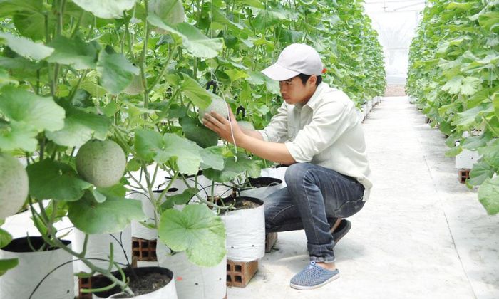 Nhân viên tổ hợp trang trại thông minh Delco Farm, phường Ninh Xá chăm sóc dưa lưới. Ảnh: Dương Hoàn.