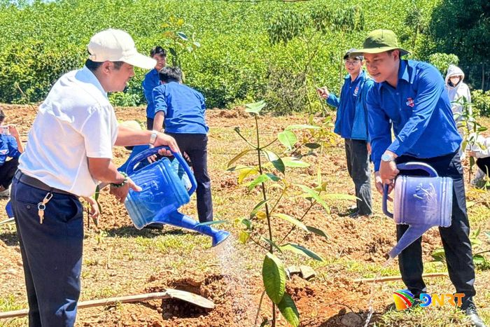 Thành đoàn Đà Nẵng hỗ trợ 300 gốc cây ăn quả cho anh Mạc Như Bấc tại xã Hòa Vang. Ảnh: Đoàn xã Hòa Vang cung cấp