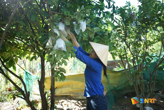 Chị Đinh Thị Thu Thanh, Bí thư Chi đoàn Tổ dân phố Tà Lang - Giàn Bí (phường Hải Vân) bên vườn ổi được hỗ trợ từ mô hình “Vườn cây thanh niên”. Ảnh: LÂM VIÊN