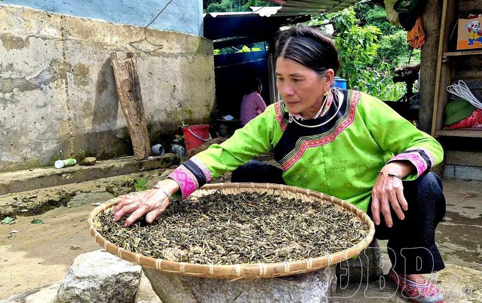 Bà Sần Thoàn Hủi phơi chè sau khi sao chín, tạo loại chè có hương vị đặc sắc.
