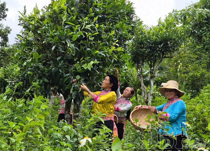 Người dân bản Thèn Pả, xã Na Sang thu hái chè Shan tuyết.