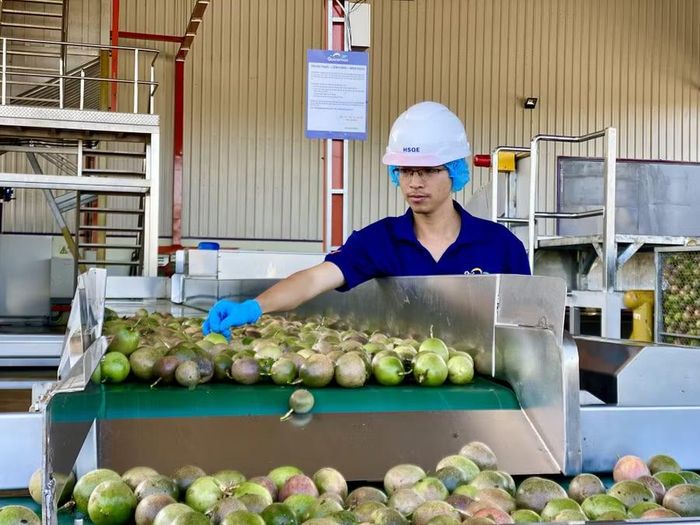  Hoạt động sản xuất của doanh nghiệp nông nghiệp trên địa bàn tỉnh. Ảnh: H.D 