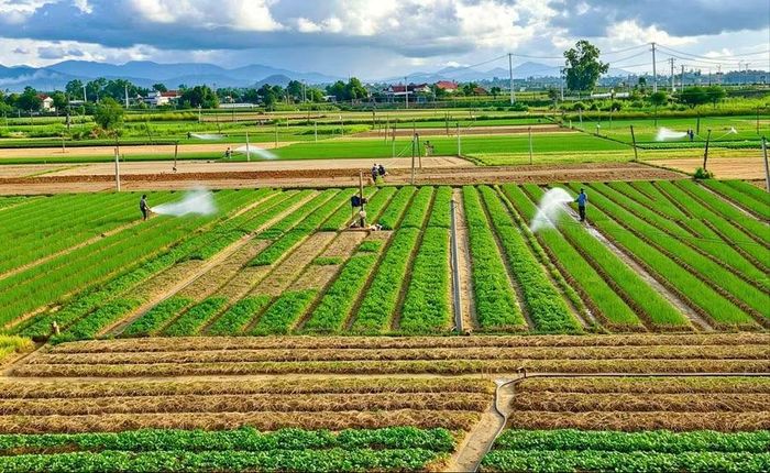Từ nguồn nước và phù sa sông Côn, những luống rau Thuận Nghĩa xanh lên, nuôi sống bao thế hệ người ở ven sông. Ảnh: Đ.N