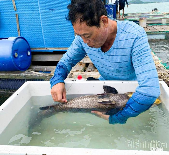 Nghiên cứu nuôi giống cá mới tại Viện Nghiên cứu Thủy sản - Trường Đại học Nha Trang.
