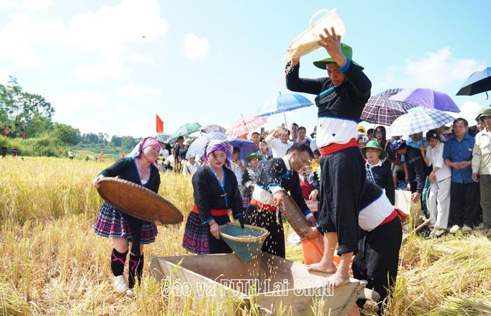 Các đội tham gia phần thi gặt lúa, đập lúa.