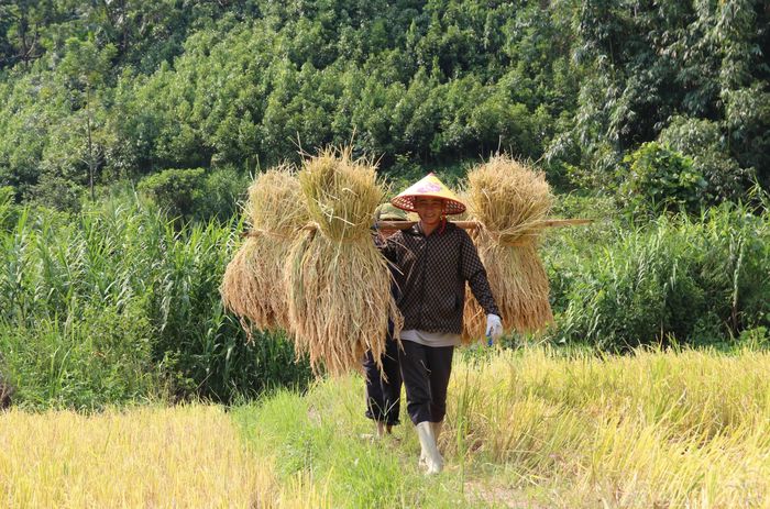 Trong nhịp gặt khẩn trương, tiếng gọi nhau vang lên giữa những thửa ruộng, những gánh lúa nối dài theo bước chân người nông dân. Niềm vui về một vụ mùa no đủ hiện rõ trên từng gương mặt.