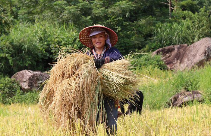  Gia đình chị Triệu Thị Phấy đổi công gặt lúa cùng các hộ trong thôn. Chị có mặt trên ruộng từ 6 giờ sáng, tranh thủ lúc trời mát để làm việc, tránh nắng nóng. 
